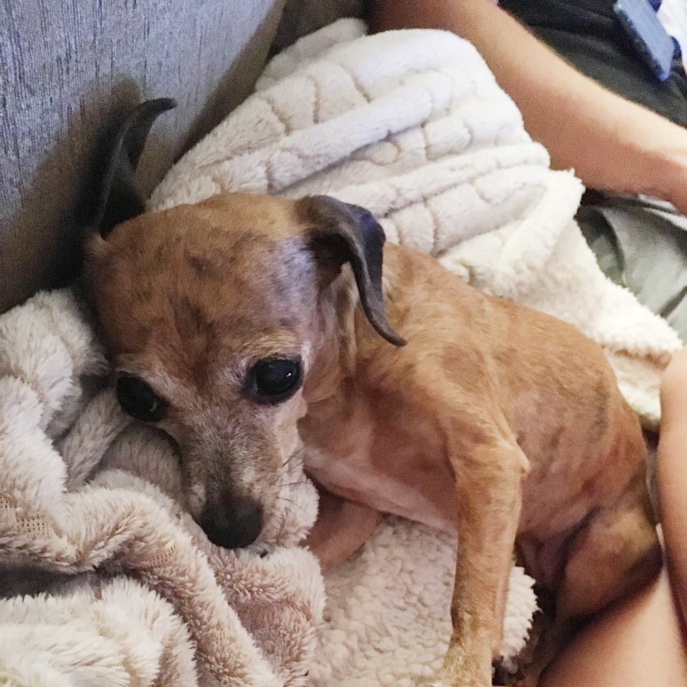 Meet your Posher, Joy